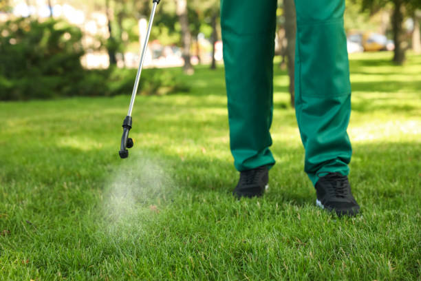 Best Local Pest Control Services  in Keystone, FL