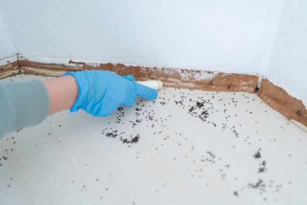Best Wildlife Control Services  in Keystone, FL
